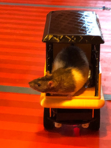 Innovative Rat-Operated Vehicle (ROV) Design and Development with driver