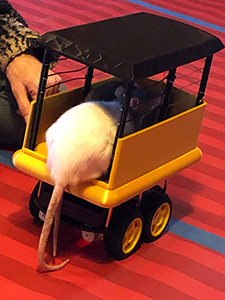 Innovative Rat-Operated Vehicle (ROV) Design and Development with driver